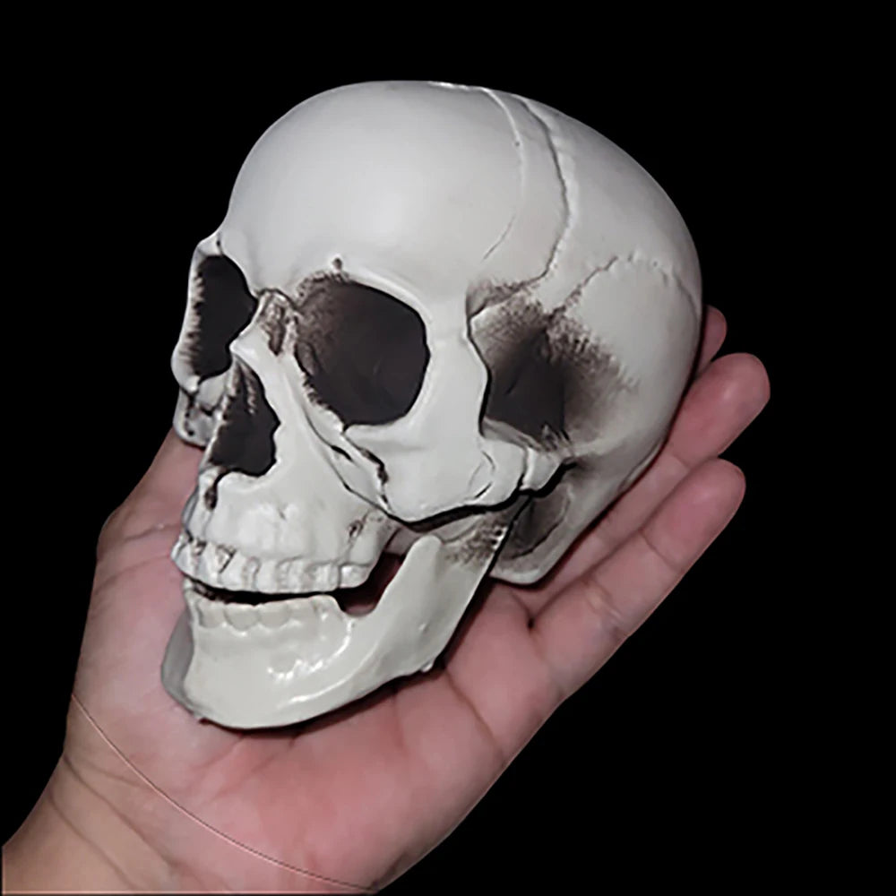 Halloween Skull Decoration,Realistic Plastic Skull,Head Skeleton,Halloween Party Home Yard Decoration,Haunted House Horror Props