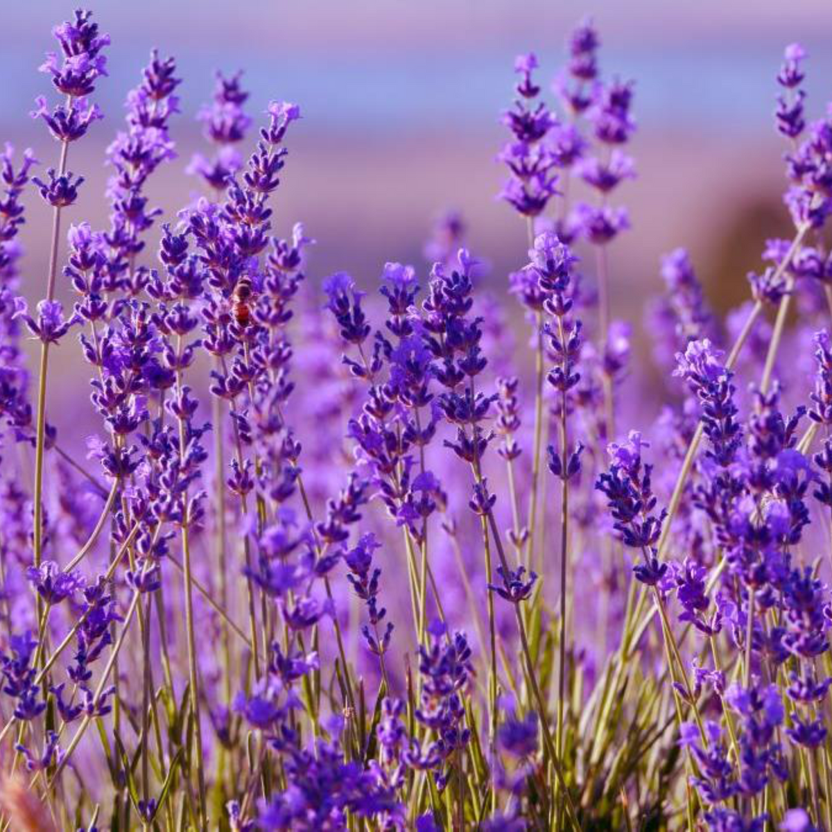 Vela aromática de cera de soja | Mudda